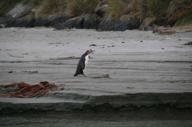 Nieuw-Zeeland 2011 - 2073